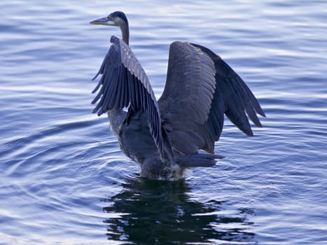 Beautiful image with a great blue heron with the wings opened