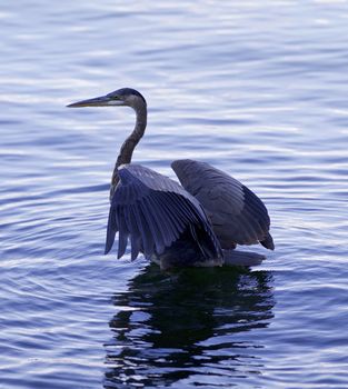 Beautiful photo of a great blue heron standing in the lake