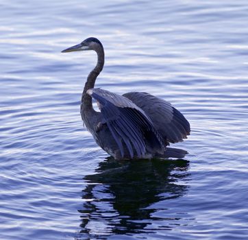 Beautiful picture with a great blue heron