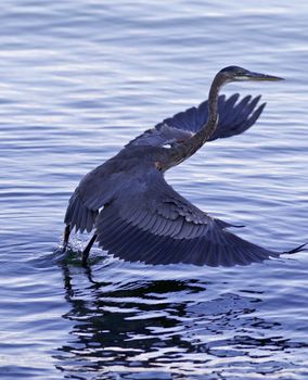 Beautiful photo of a great blue heron taking off from the lake