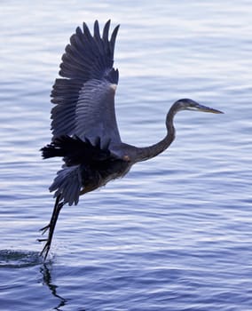 Beautiful picture with a great blue heron