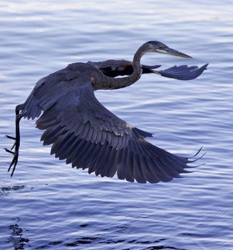 Beautiful background with a great blue heron