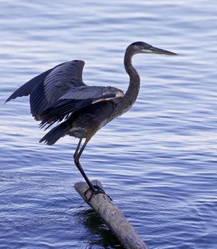 Beautiful image with a great blue heron