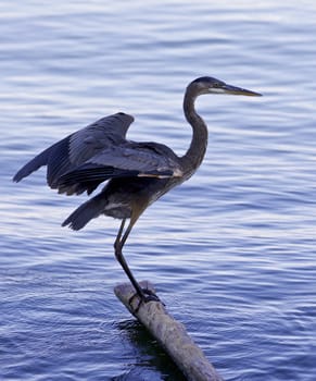 Beautiful photo of a great blue heron standing on a log in the lake