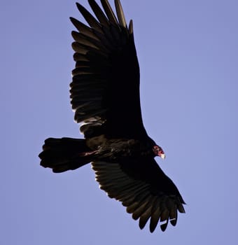 Isolated photo of a vulture flying in the sky