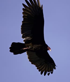 Background with a vulture flying in the sky