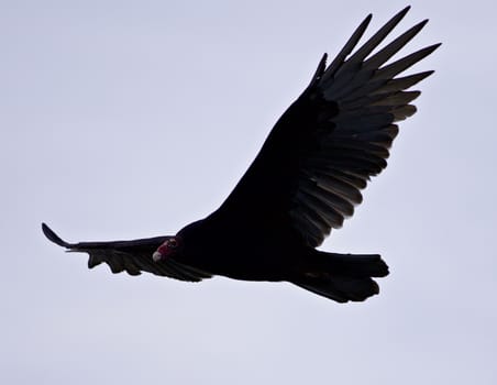 Background with a vulture flying in the sky