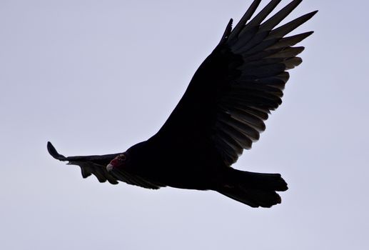 Isolated image of a vulture flying in the sky