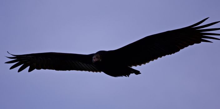 Isolated photo of a vulture flying in the sky