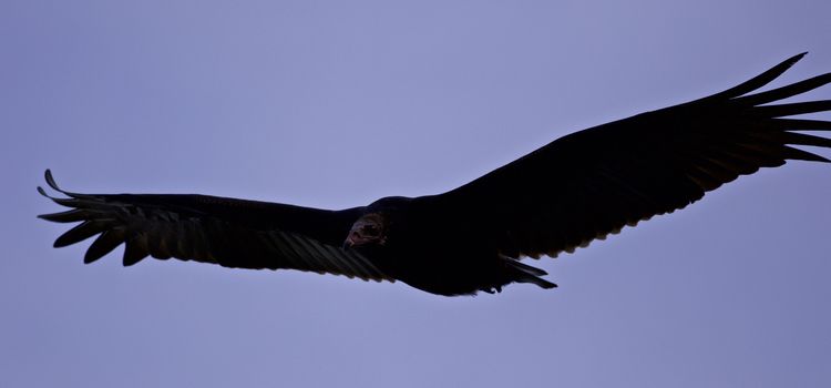 Background with a vulture flying in the sky