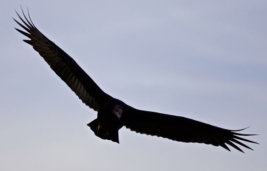 Isolated photo of a vulture flying in the sky