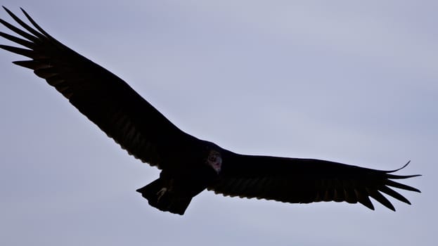Background with a vulture flying  in the sky