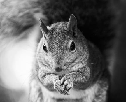 Beautiful black and whiteportrait of a wild cute funny squirrel