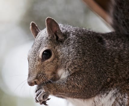 Beautiful photo of a cute funny squirrel