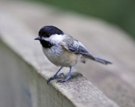 Beautiful isolated photo of a black-capped chickadee