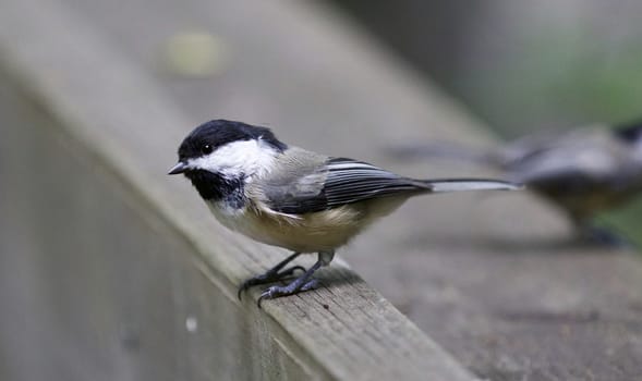 Beautiful background with a black-capped chickadee