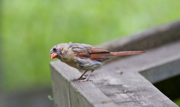 Beautiful red and gray colored bird
