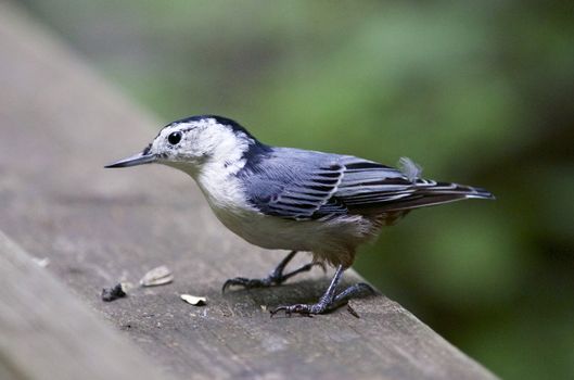 Isolated photo of a white-breasted nuthatch