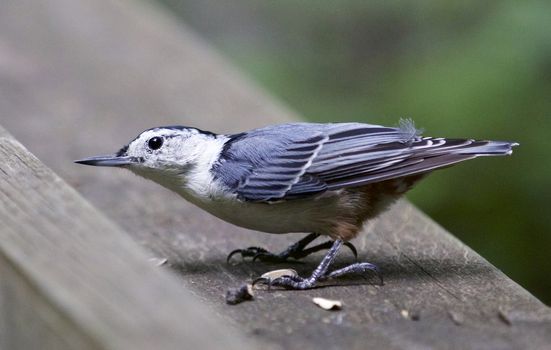 Beautiful isolated image of a white-breasted nuthatch