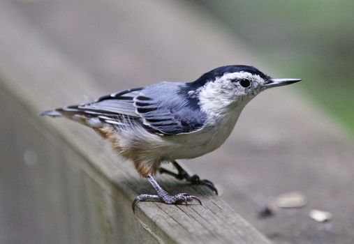 Beautiful isolated image of a white-breasted nuthatch