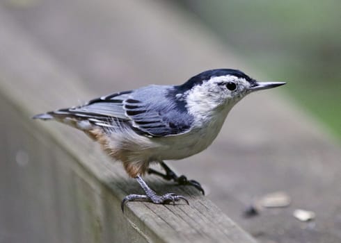 Beautiful background with a white-breasted nuthatch