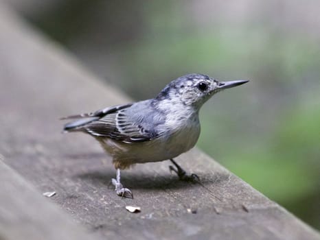 Beautiful background with a white-breasted nuthatch