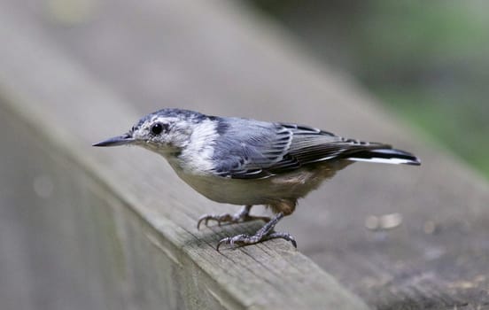 Beautiful image with a white-breasted nuthatch