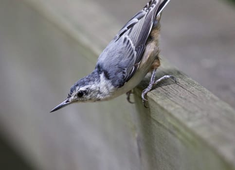 Beautiful photo of a white-breasted nuthatch