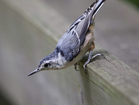 Beautiful picture of a white-breasted nuthatch