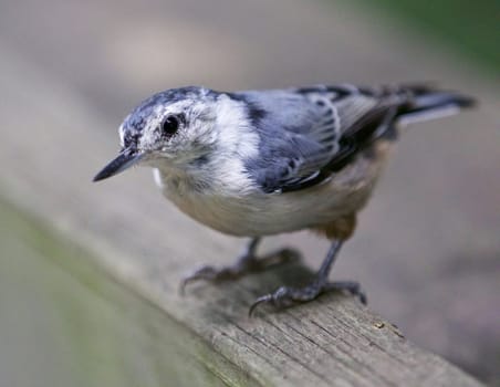 Beautiful isolated image with a white-breasted nuthatch