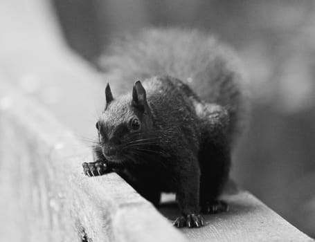 Beautiful black and white image with a cute funny squirrel looking for something