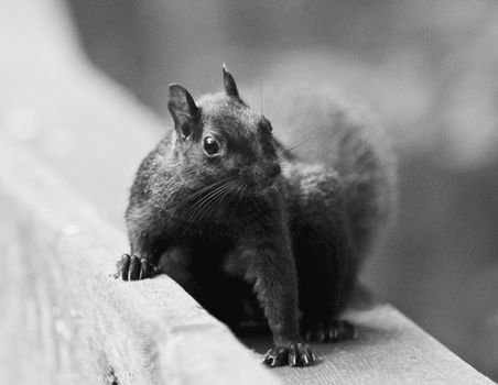 Beautiful isolated black and white photo of a cute funny squirrel