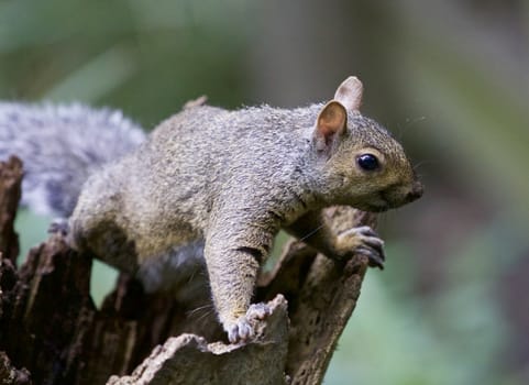 Beautiful background with a cute funny squirrel on a stump