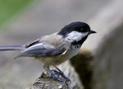 Beautiful isolated photo of a black-capped chickadee