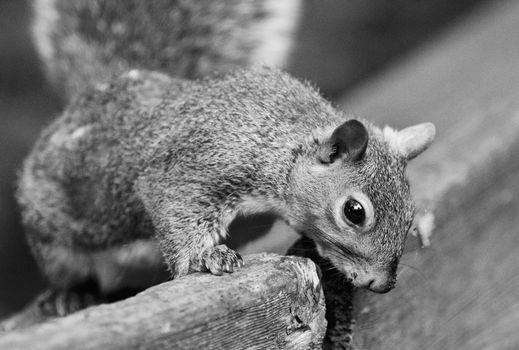 Beautiful black and white image with a cute funny curious squirrel
