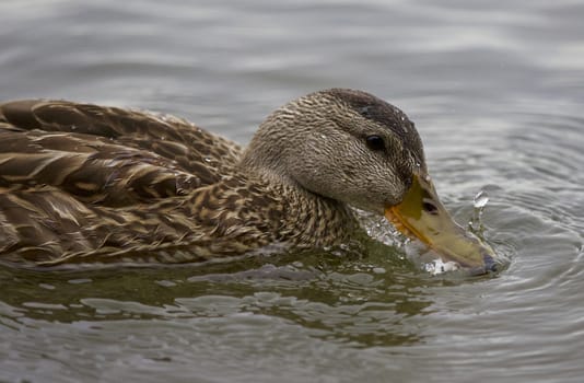 Beautiful isolated picture with a duck drinking water