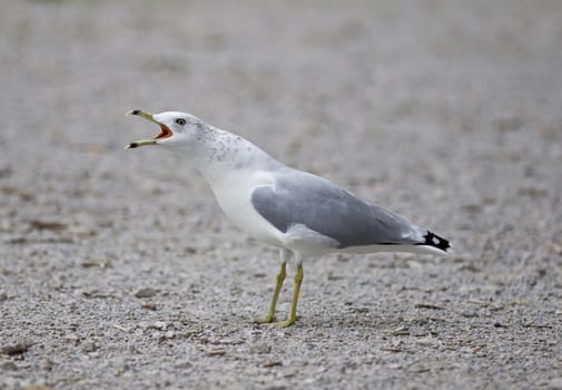 Funny isolated photo of a screaming gull