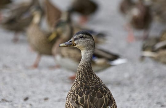 Beautiful isolated picture of a mallard on a road