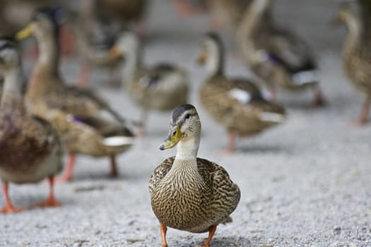 Beautiful isolated photo of a group of ducks on a road