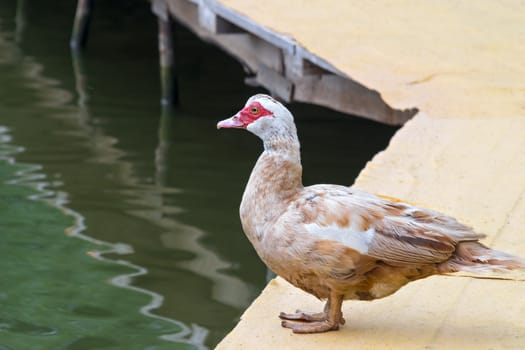 Beautiful home breed duck. Standing on a jetty on the water.