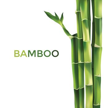 Bamboo  illustration isolated on white background.