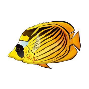 Butterfly fish illustration on a white background