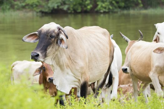 Image of cow on nature background.