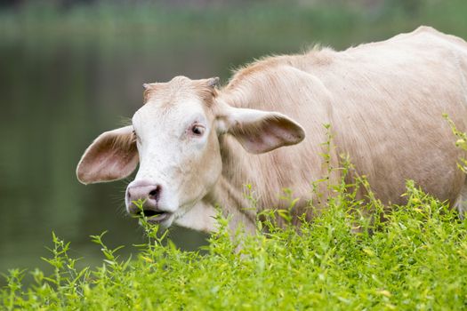 Image of cow on nature background.