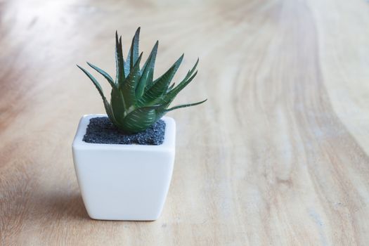 Green plant in pot on wooden table, stock photo