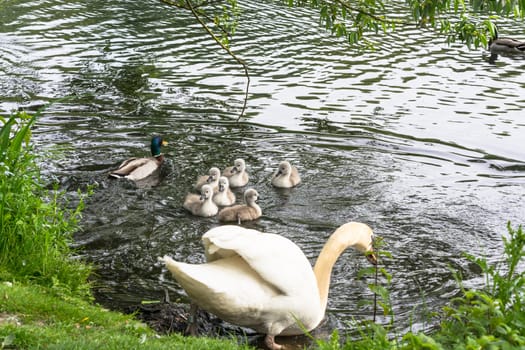 White swan with Cygnets swimming on a pond.