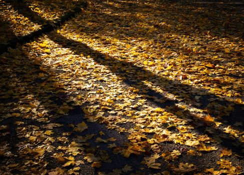 abstract seasonal background autumn evening in park