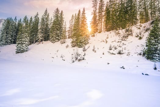 Winter scenery with the green fir woods covered by  snow and warmed up by a gorgeous December sun. Image taken in Ehrwald, Austria.