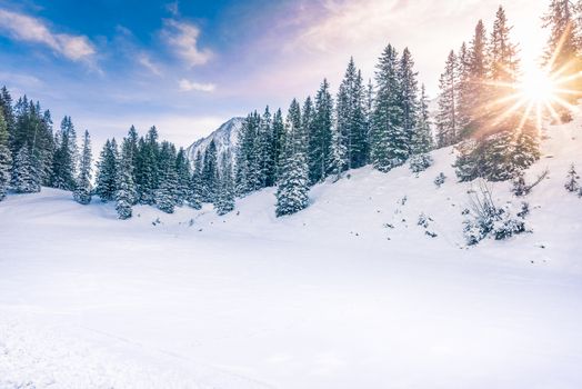 Lovely winter landscape with the evergreen fir forests warmed up by  the orange sun and its rays, while everything is covered in snow. Image taken in Ehrwald, Austria.