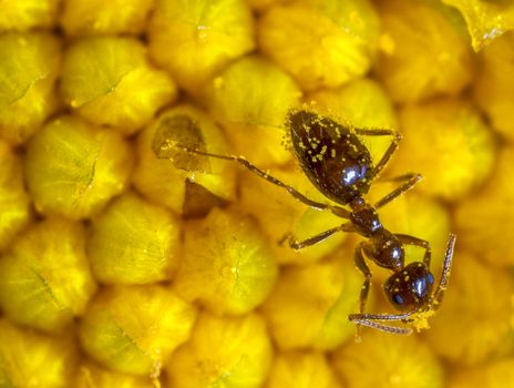 ant wiith stamens on flower. close up